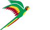 Parrot